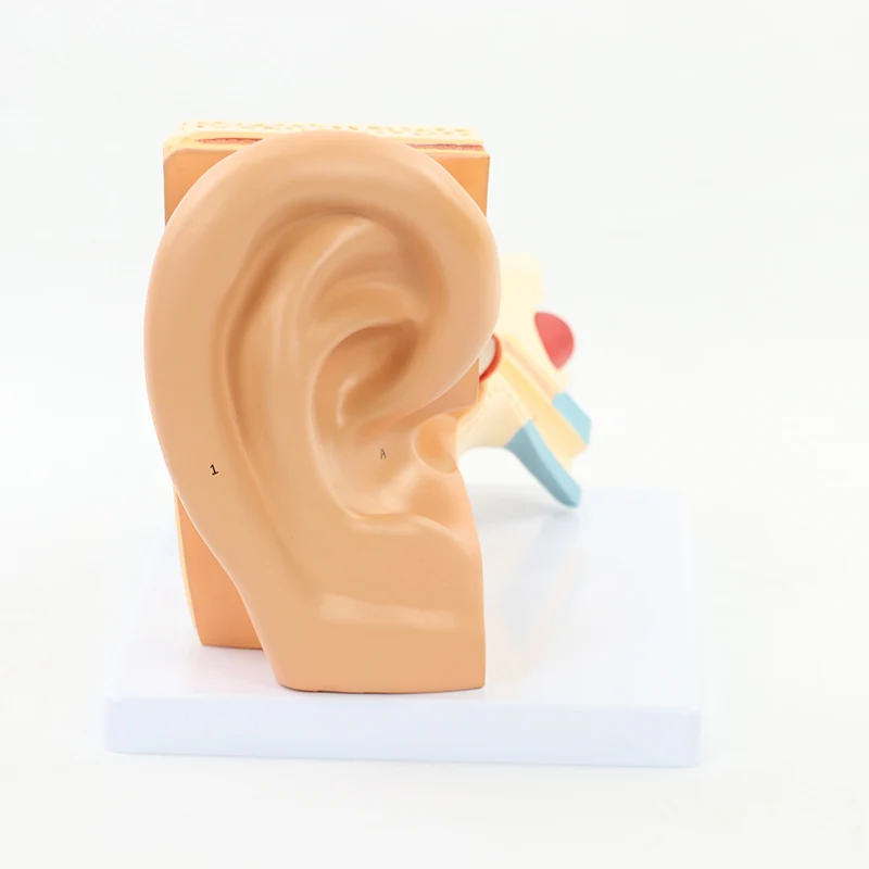 3X nagyított emberi fül modell,3 rész eltávolítható PVC anatómiai fülmodell Emberi fül anatómia kijelzője külső, középső, belső fül