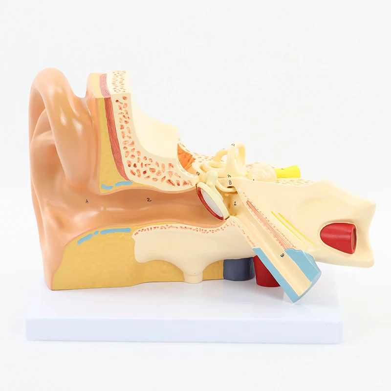3X nagyított emberi fül modell,3 rész eltávolítható PVC anatómiai fülmodell Emberi fül anatómia kijelzője külső, középső, belső fül
