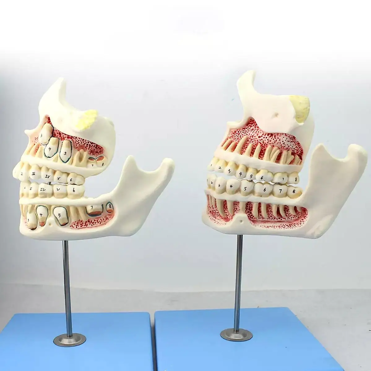 Az emberi fejlődés szakaszának beállítása a lombhullatótól az állandó fogakig Szájüreg Fogorvos Fogorvos Modell Orvosi Iskola