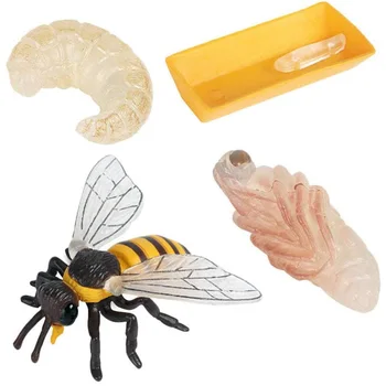 4 rovarfigurát tartalmazó csomag A mézelő méh életciklusa Valósághű rovarfigurák Játékok Oktatástudományi modell játék