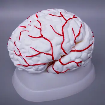 8 rész emberi agy artériás teljesen boncolt modellel az orvosi vizsgálathoz természetes