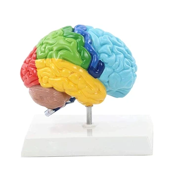 Az agy jobb féltekéje Emberi test modell 1: 1 a hallgatói tanításhoz Tanulmányi összeállítási modell