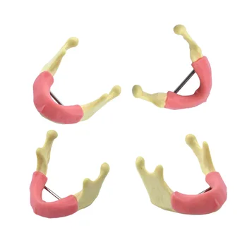 Fogászati mandibuláris állkapocs modell ínygyantával és kancelláris csonttal Dental tanuló tanulóeszköz