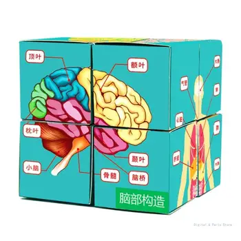 M17F Emberi anatómiai puzzle kocka kártya Emberi test Gyerek Gyermek Tudományos Fejlesztő Játék