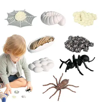 Mini pókfigurák 8 db pók élettartam modellek Mini oktató pókjátékok élénk fiúknak Lányok Óvoda