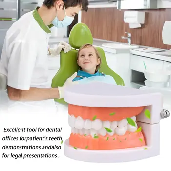 Standard fogászati tanítási modell fogtanítási modell fogak demonstrációs struktúra tanulmányi eszköz fogorvos a szájoktatásról F5S4