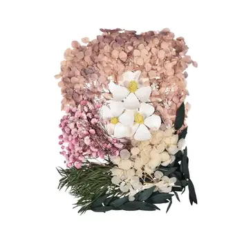 Szárított préselt viráglevelek készlet természetes préselt krizantém százszorszép virágok valódi szárított viráglevelek természetes scrapbooking